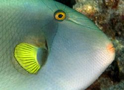 Fish Portrait Kona , HI by Andy Lerner 